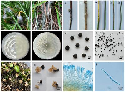 Sclerotinia rot of Zephyranthes candida caused by Sclerotinia sclerotiorum and Sclerotinia minor